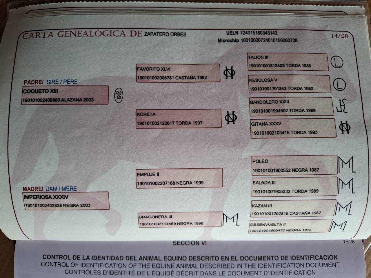 Gelding PRE Pure Spanish Bred For sale 2018 Black