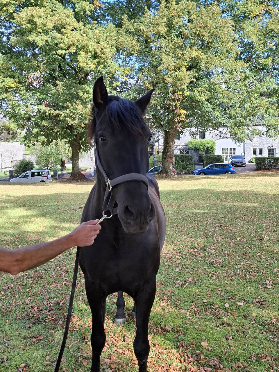 Gelding PRE Pure Spanish Bred For sale 2018 Black