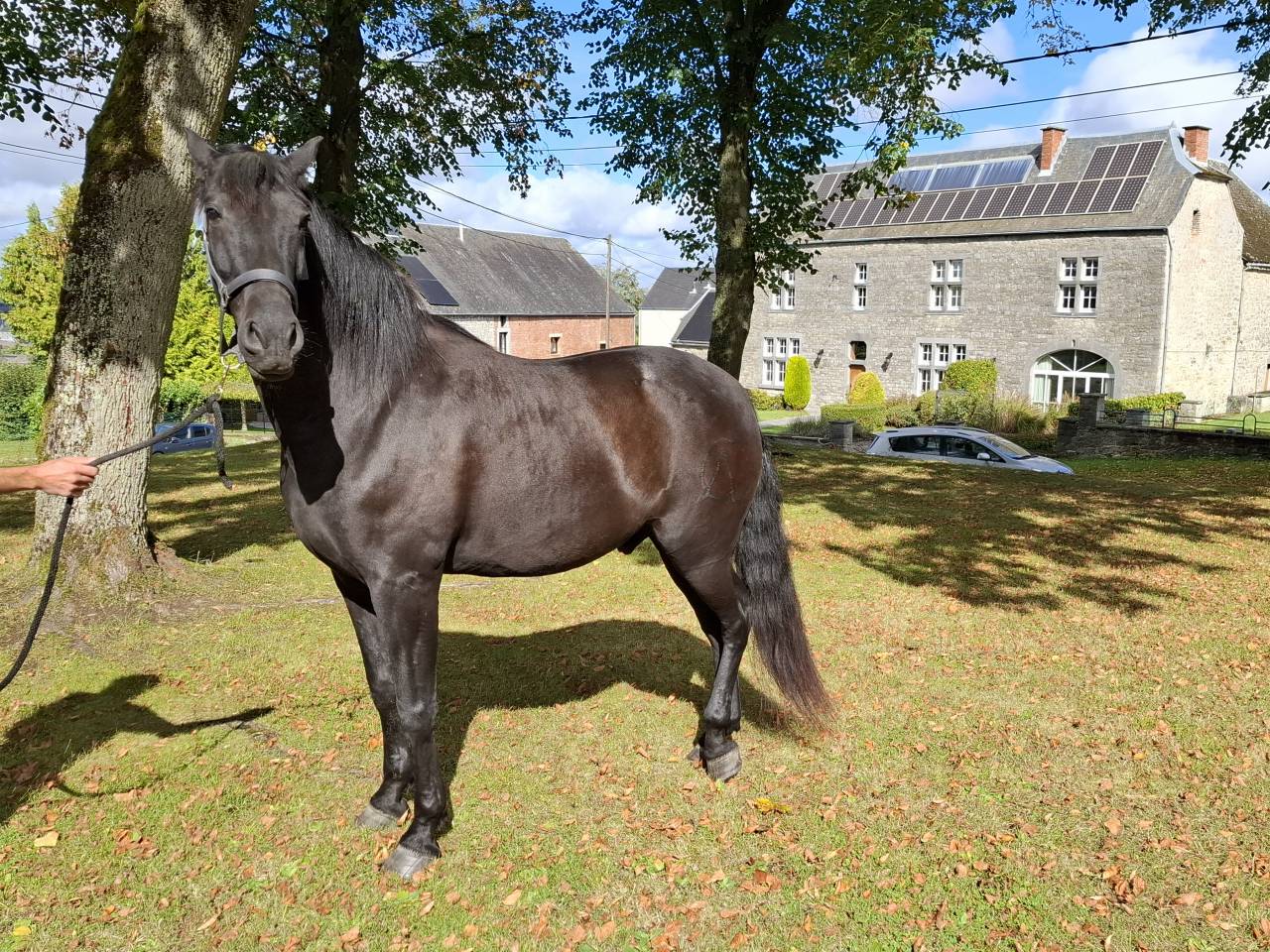 Gelding PRE Pure Spanish Bred For sale 2018 Black