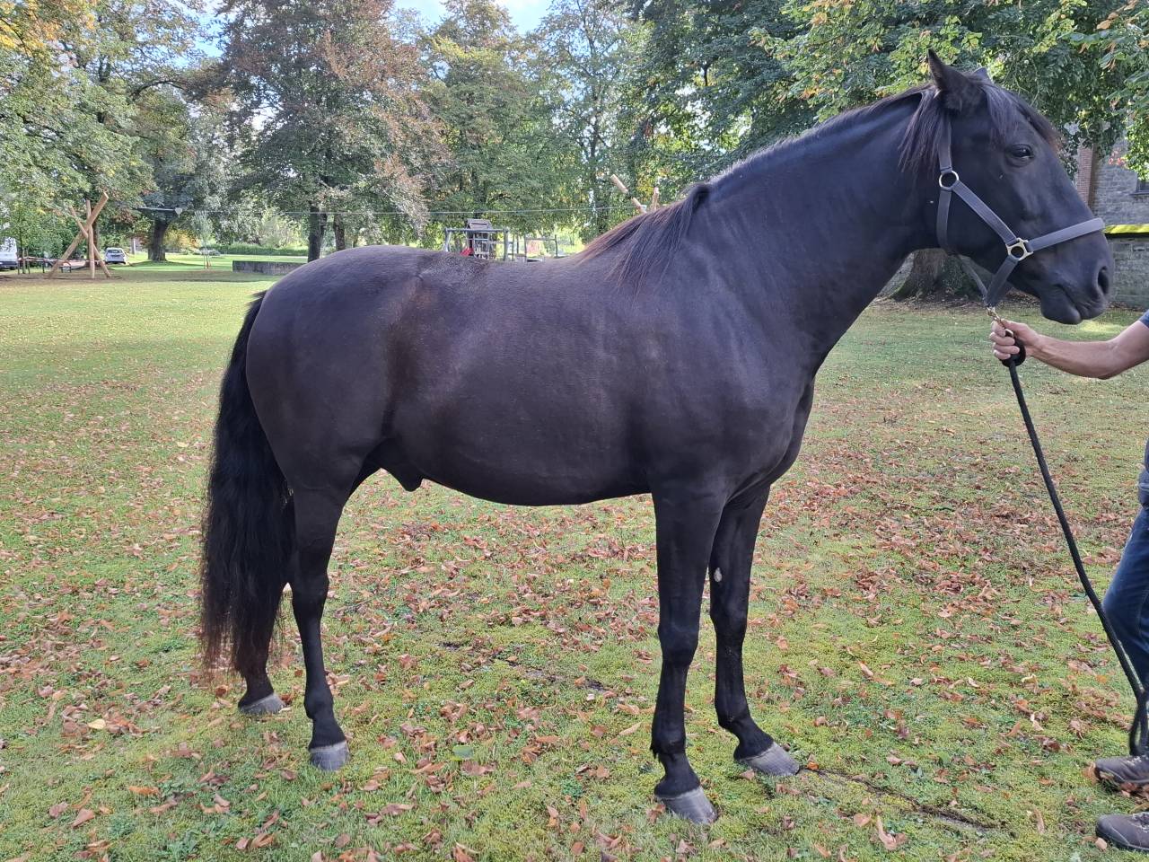 Gelding PRE Pure Spanish Bred For sale 2018 Black