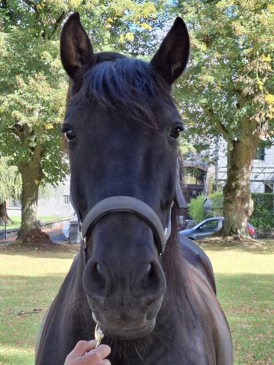 Gelding PRE Pure Spanish Bred For sale 2018 Black