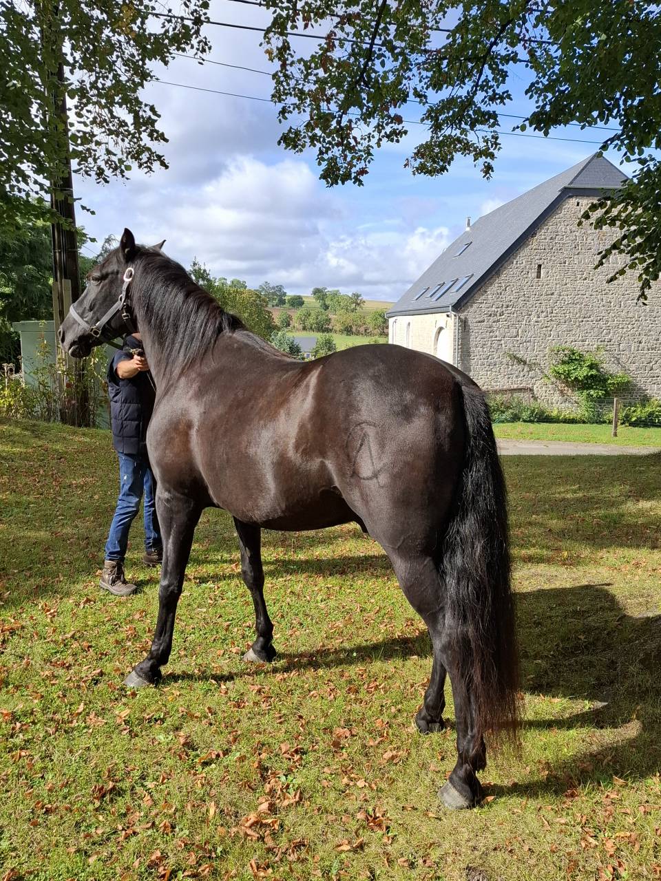 Gelding PRE Pure Spanish Bred For sale 2018 Black