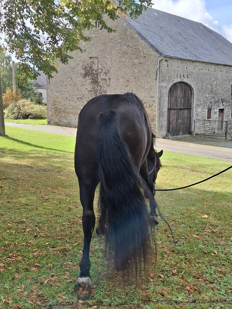 Gelding PRE Pure Spanish Bred For sale 2018 Black