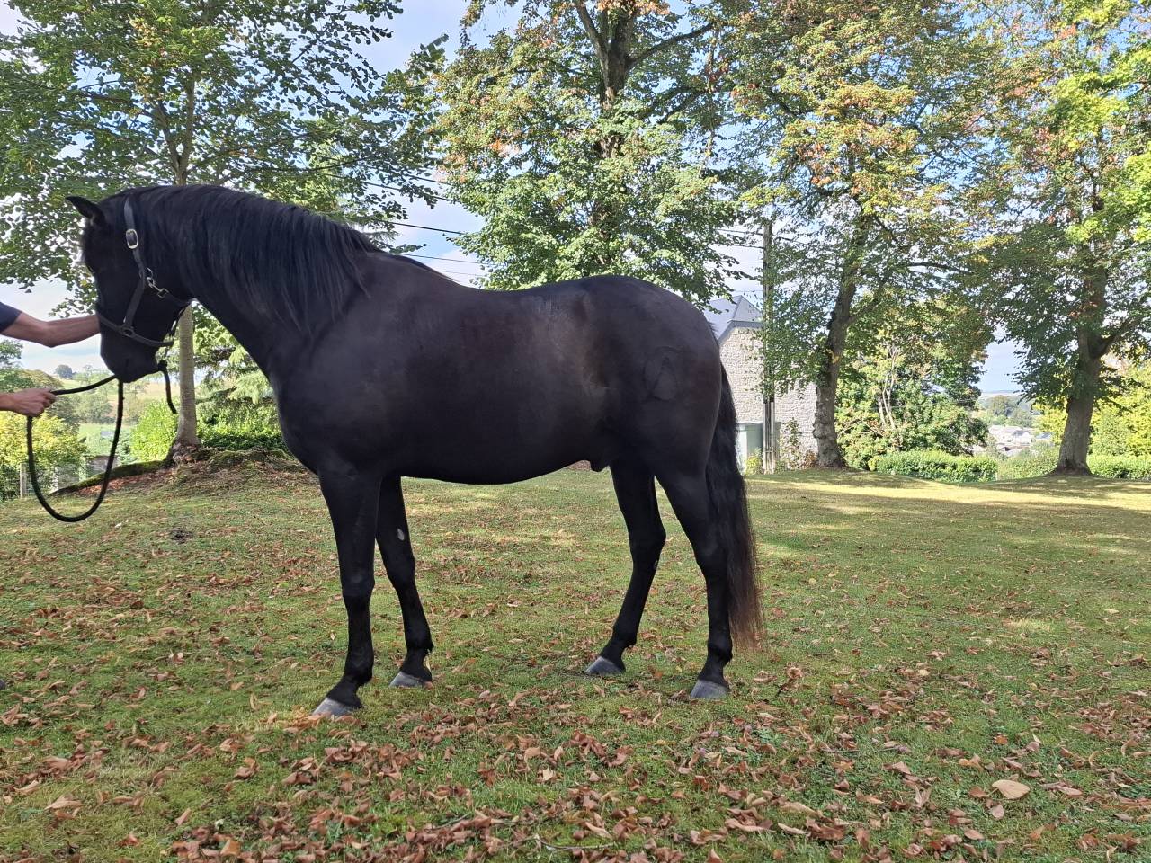 Gelding PRE Pure Spanish Bred For sale 2018 Black
