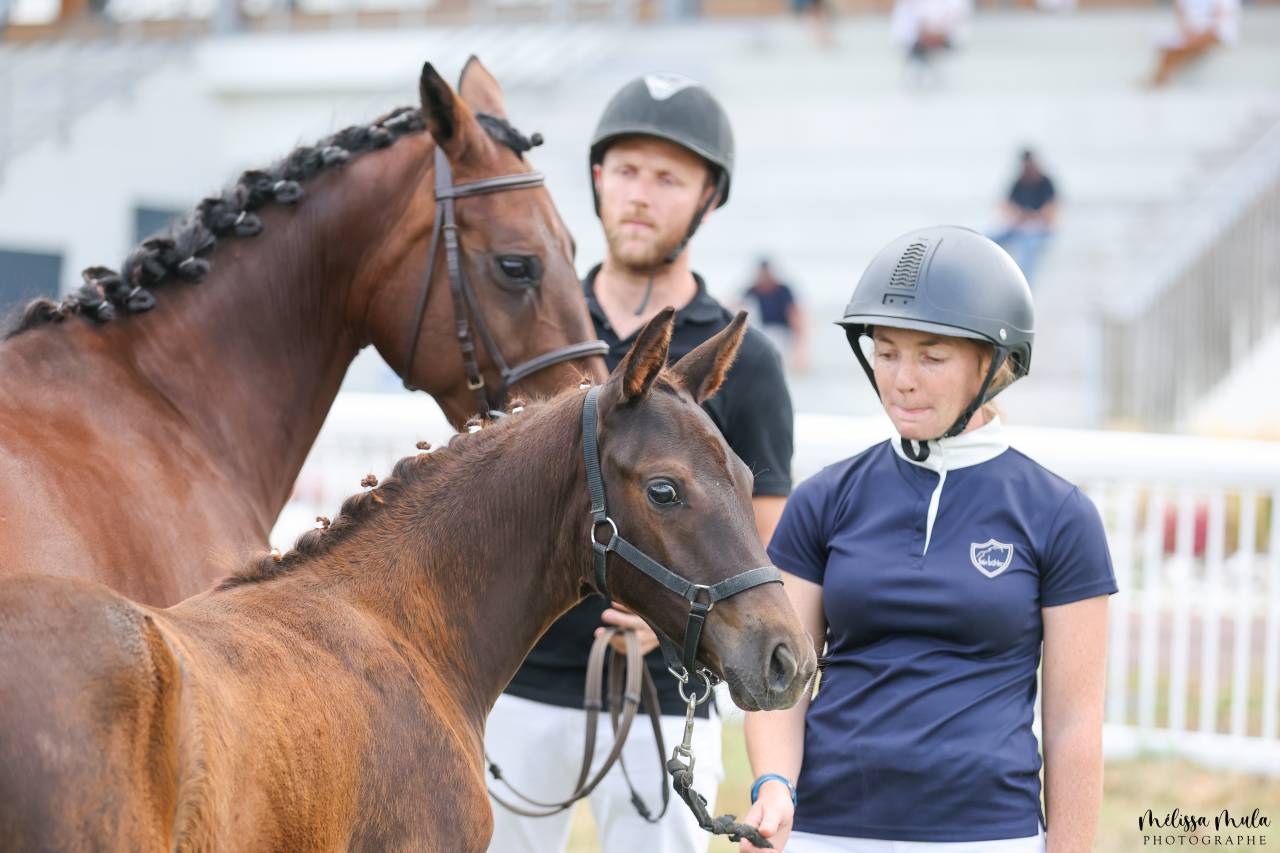 Filly French Saddle Pony For sale 2025 Liver chestnut