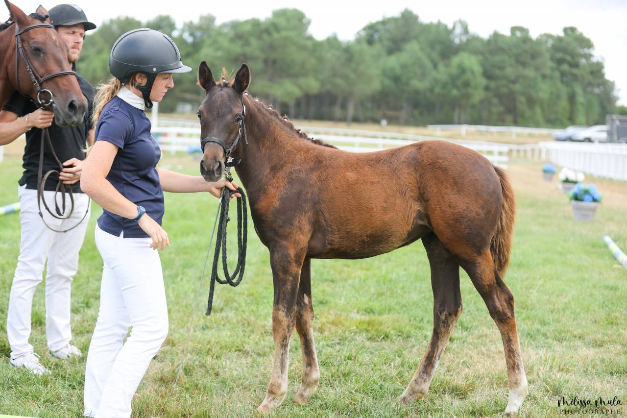 Filly French Saddle Pony For sale 2025 Liver chestnut