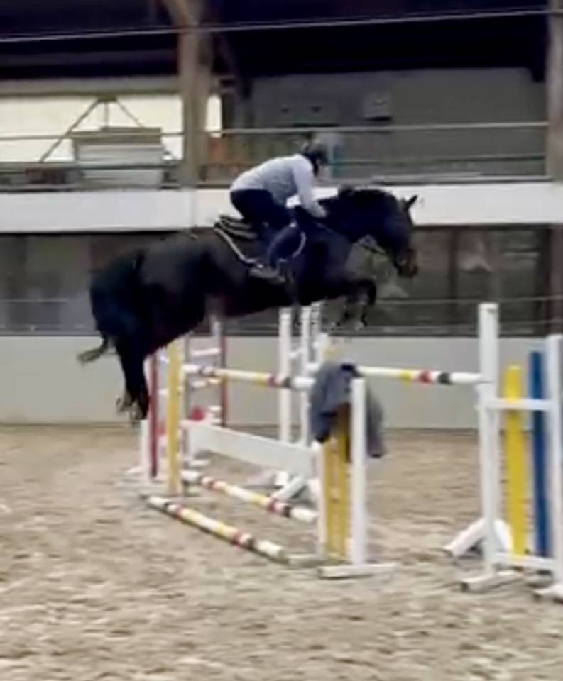 Gelding Hanoverian For sale 2016 Dark Bay