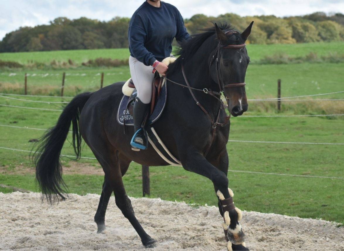 Gelding Hanoverian For sale 2016 Dark Bay