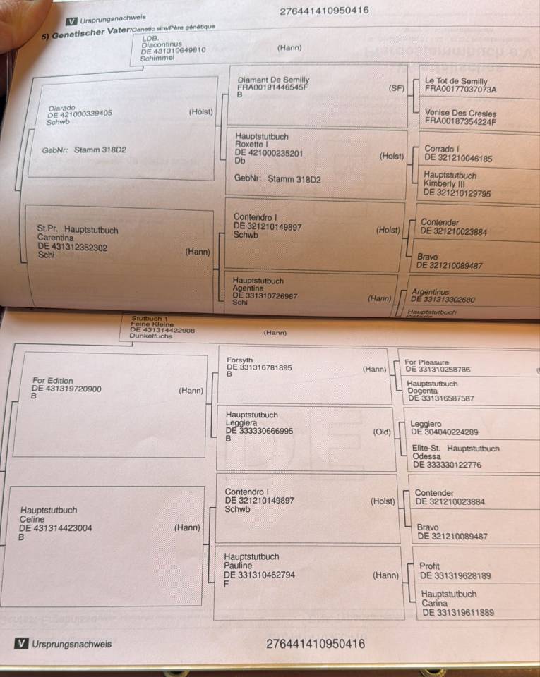 Gelding Hanoverian For sale 2016 Dark Bay