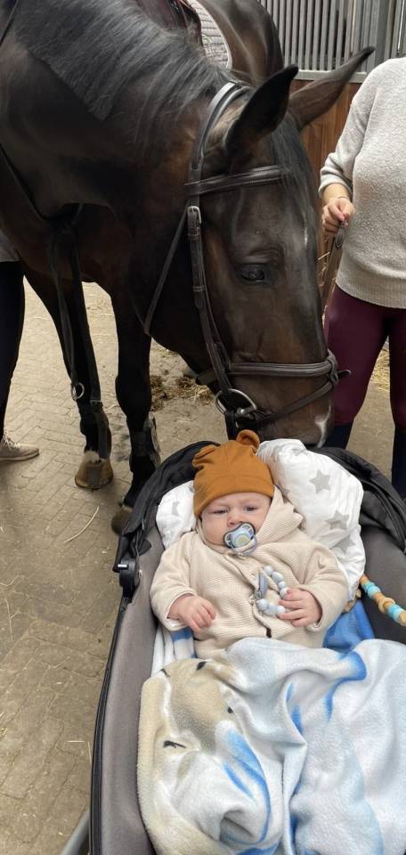 Gelding Hanoverian For sale 2016 Dark Bay