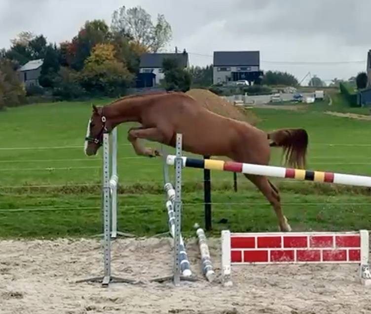 Stallion BWP Belgian Warmblood For sale 2023 Chesnut