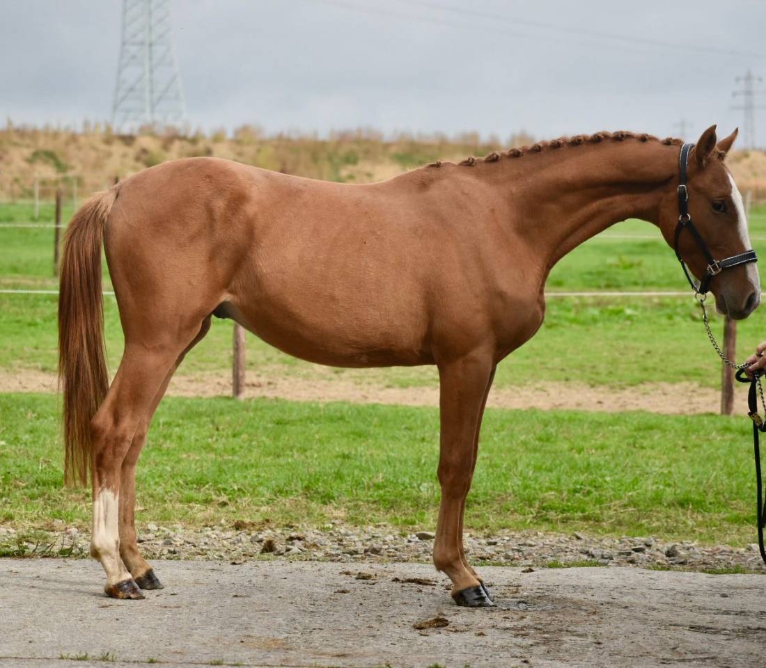 Stallion BWP Belgian Warmblood For sale 2023 Chesnut