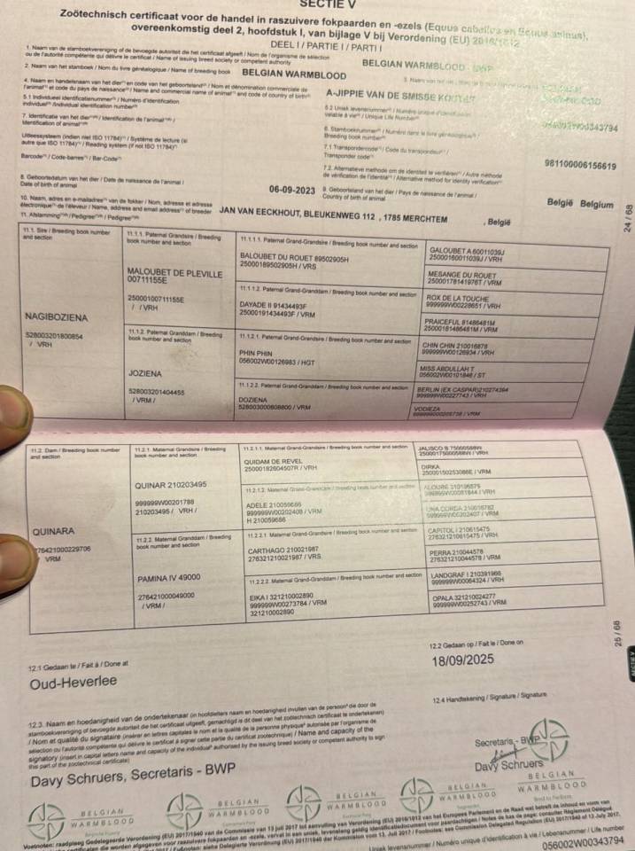 Stallion BWP Belgian Warmblood For sale 2023 Chesnut