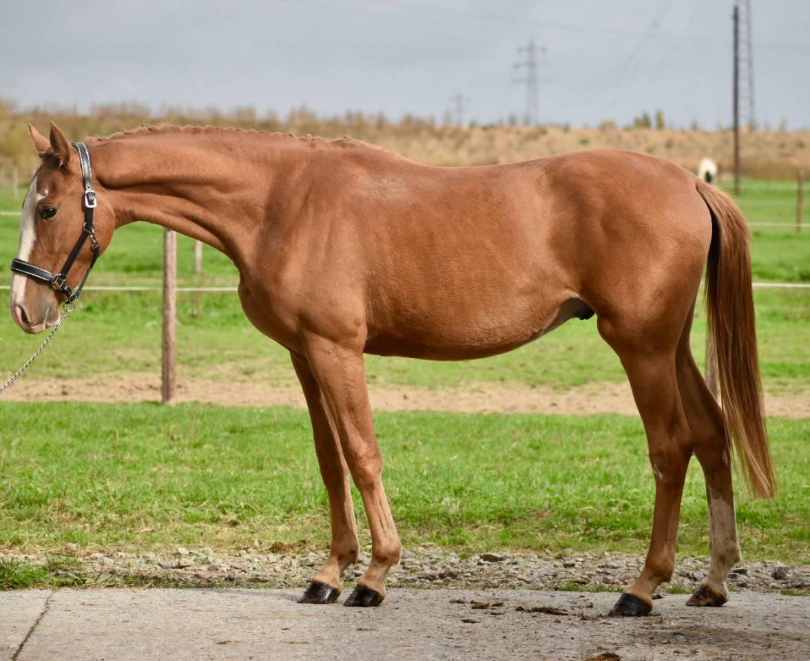 Stallion BWP Belgian Warmblood For sale 2023 Chesnut