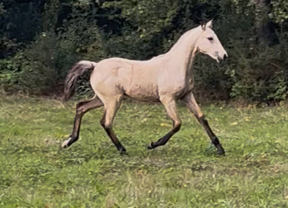 Filly Lusitano For sale 2025 Buckskin
