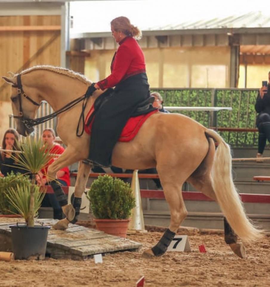 Filly Lusitano For sale 2025 Buckskin