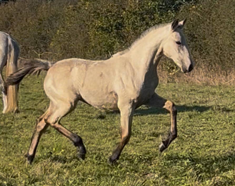 Filly Lusitano For sale 2025 Buckskin