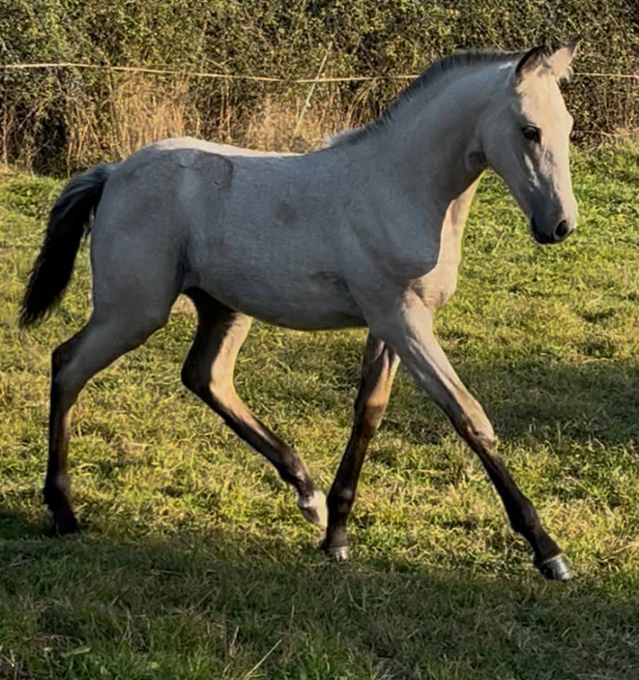 Filly Lusitano For sale 2025 Buckskin