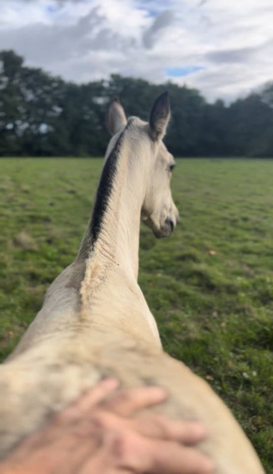 Filly Lusitano For sale 2025 Buckskin