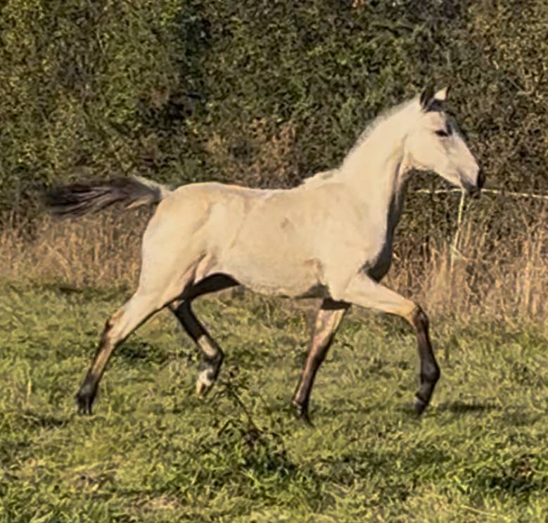 Filly Lusitano For sale 2025 Buckskin
