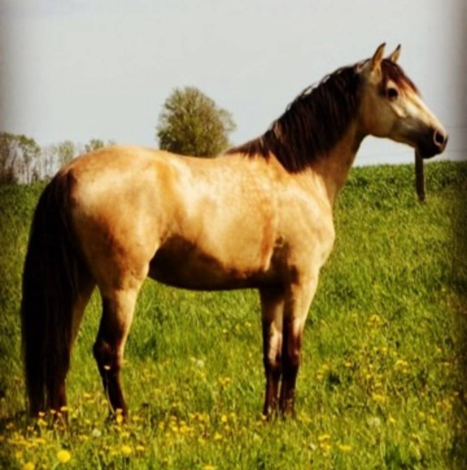 Filly Lusitano For sale 2025 Buckskin