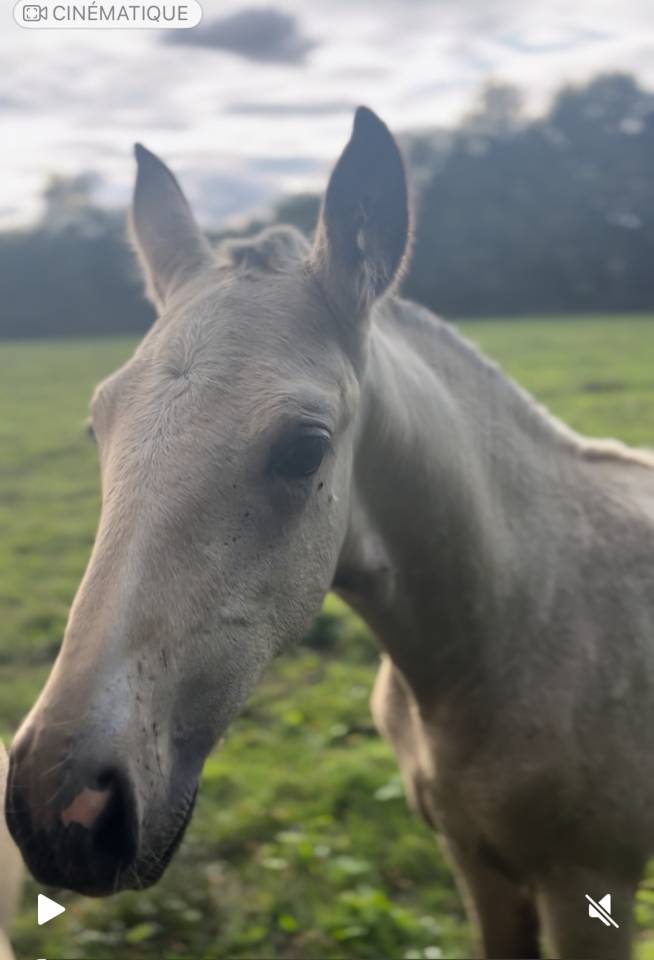 Filly Lusitano For sale 2025 Buckskin