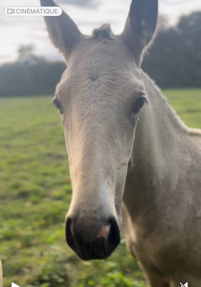 Filly Lusitano For sale 2025 Buckskin