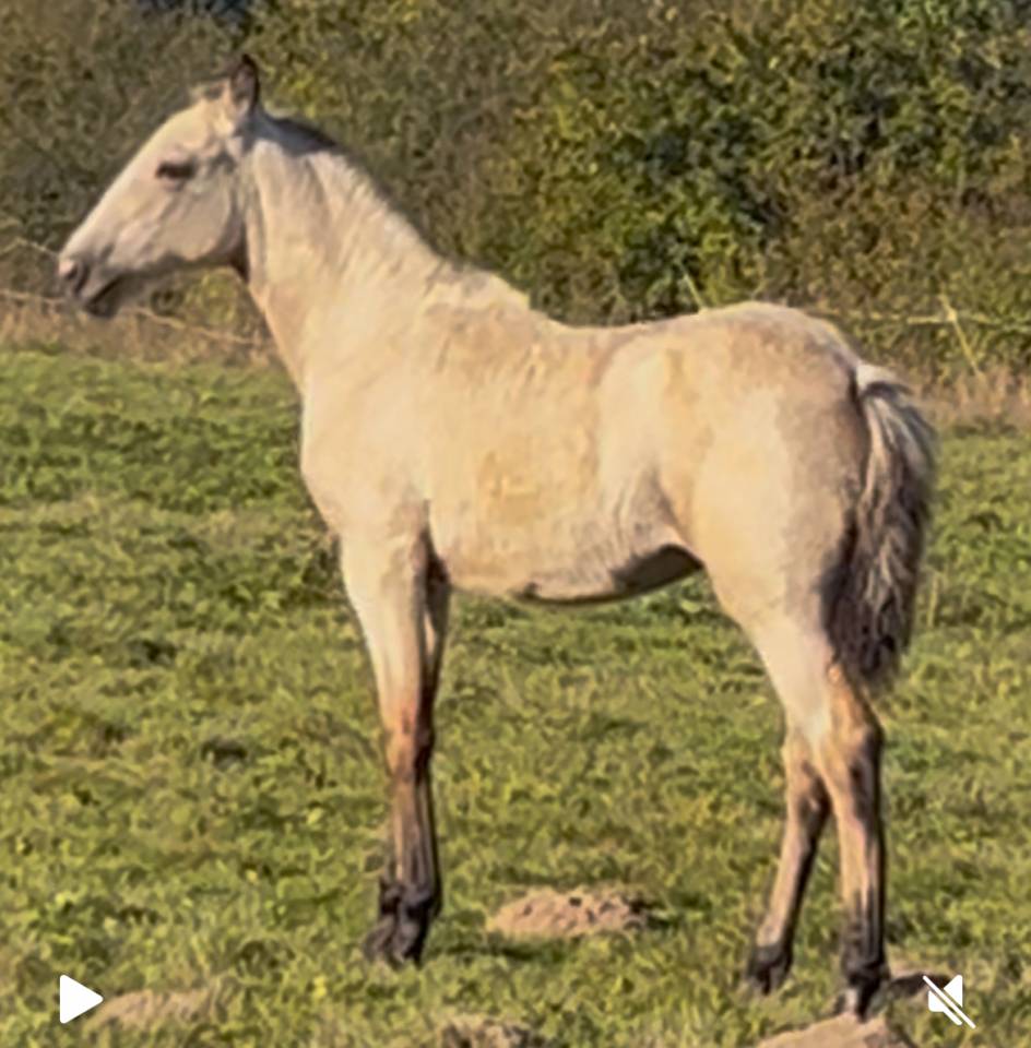 Filly Lusitano For sale 2025 Buckskin