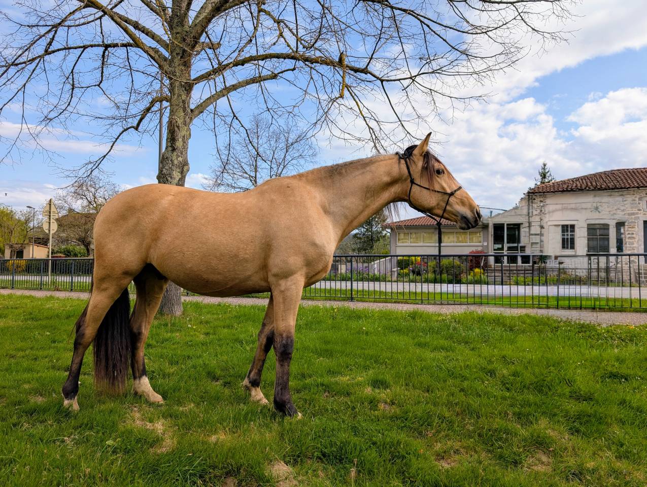 Gelding PRE Pure Spanish Bred For sale 2021 Buckskin