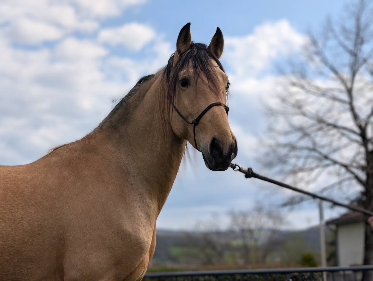 Gelding PRE Pure Spanish Bred For sale 2021 Buckskin