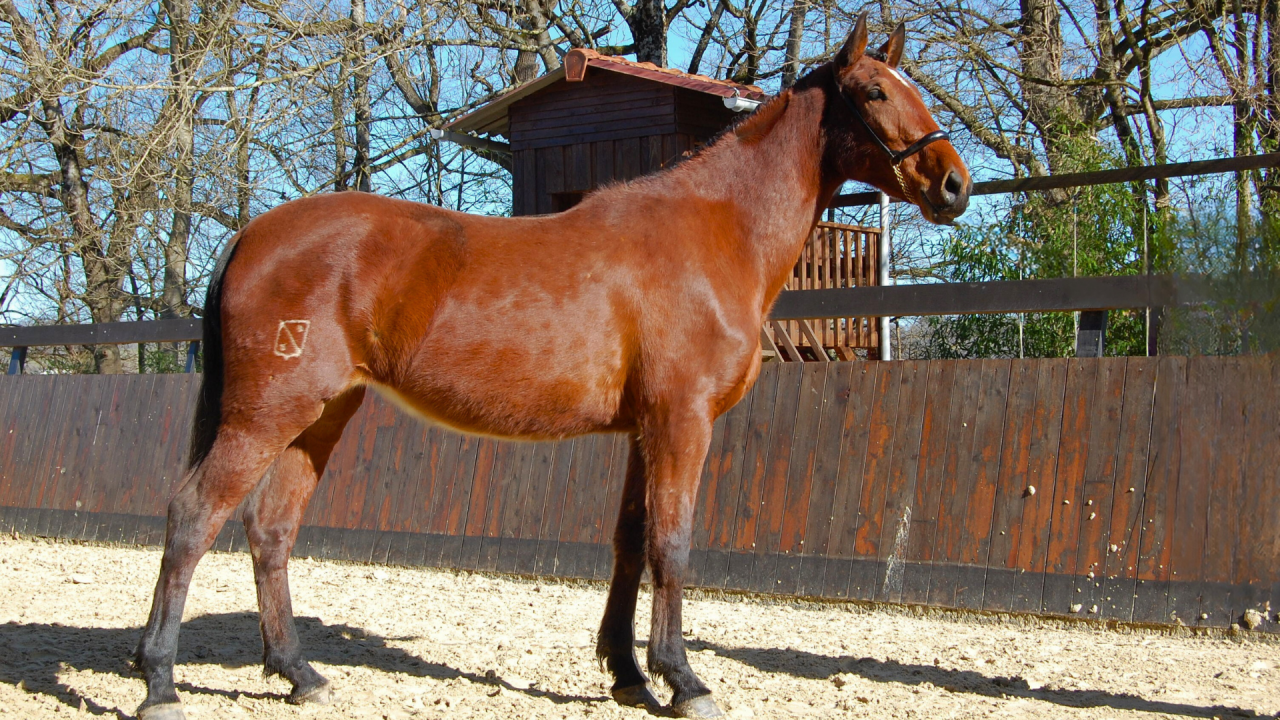 Mare PRE Pure Spanish Bred For sale 2022 Bay