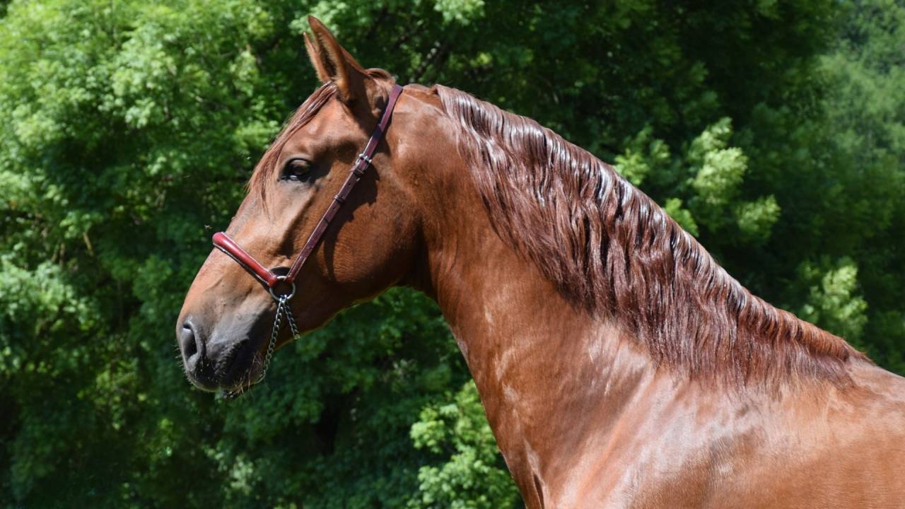 Entire PRE Pure Spanish Bred For sale 2022 Chesnut