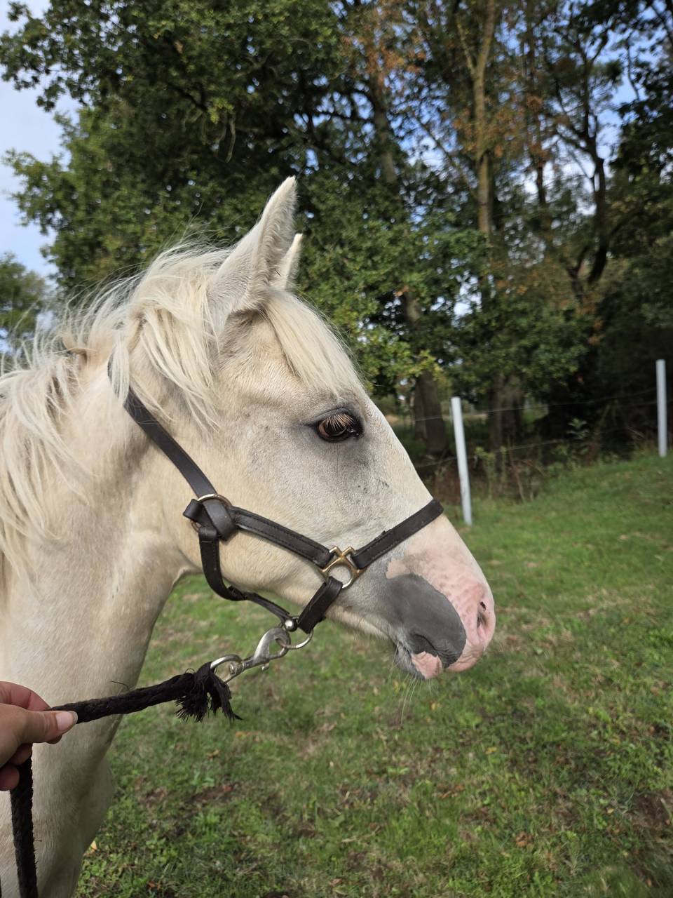 Filly Origin Recorded For sale 2025 Palomino