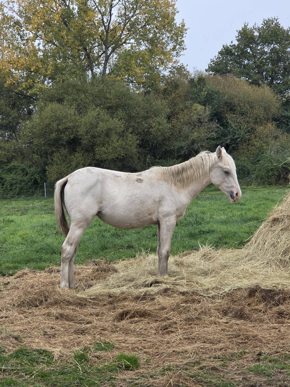 Filly Origin Recorded For sale 2025 Palomino