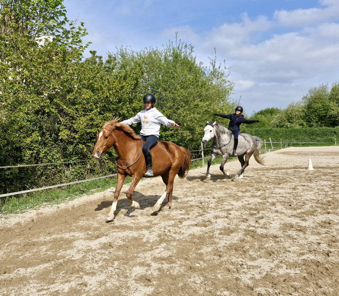 Gelding Origin Recorded For sale 2010 Bay