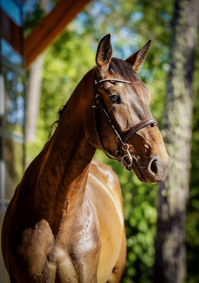 Gelding Selle Français For sale 2022 Bay