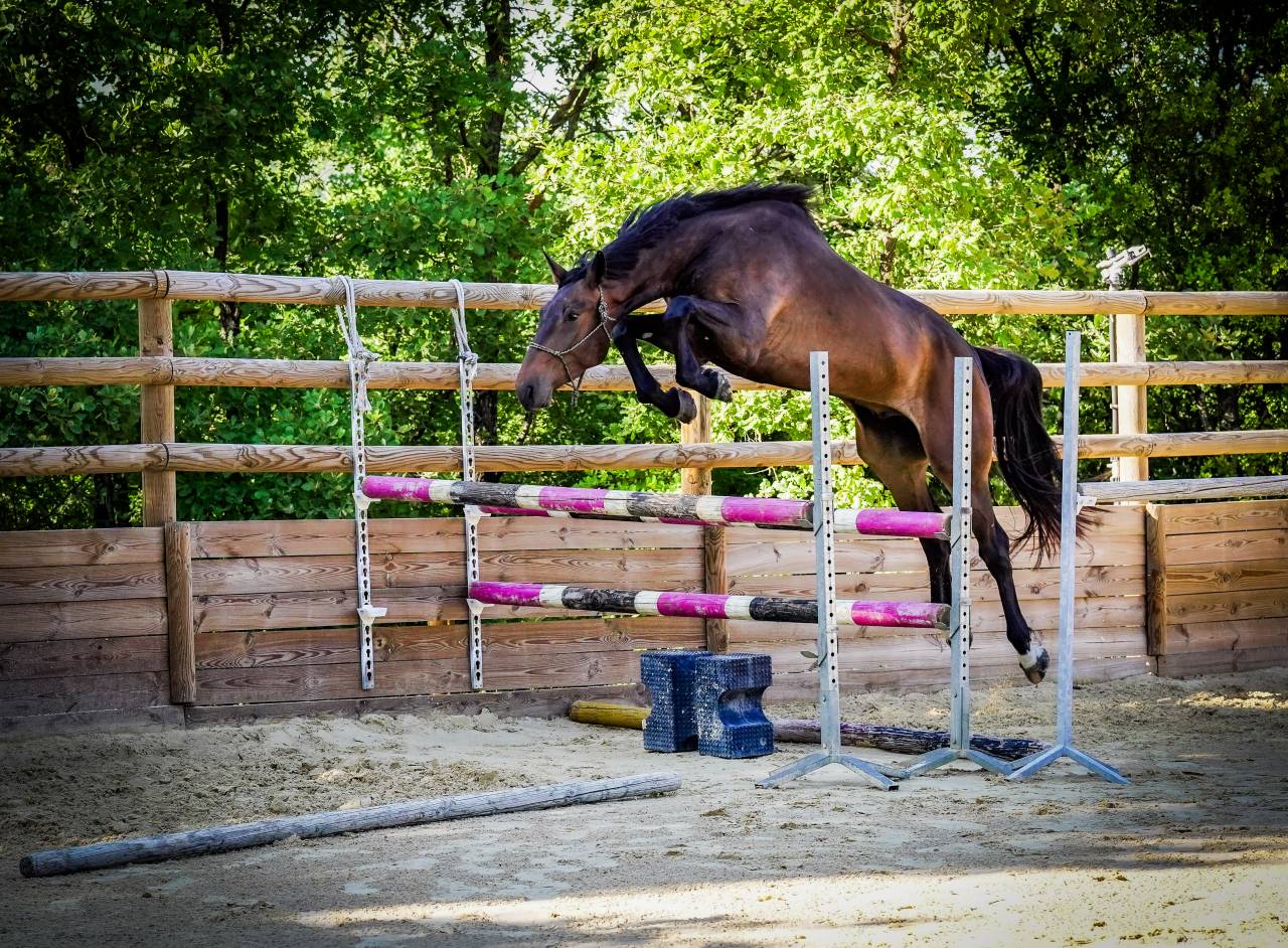 Gelding Selle Français For sale 2022 Bay