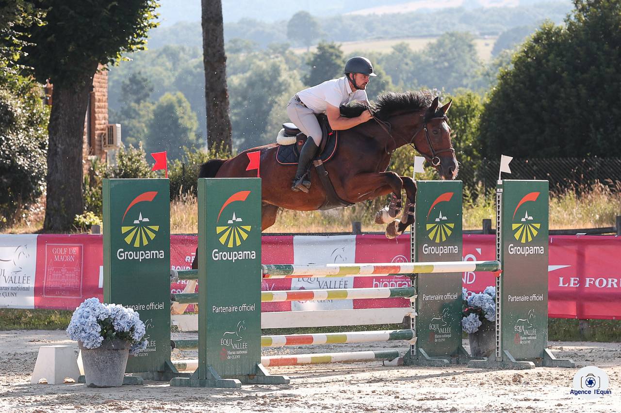 Gelding Selle Français For sale 2021 Bay