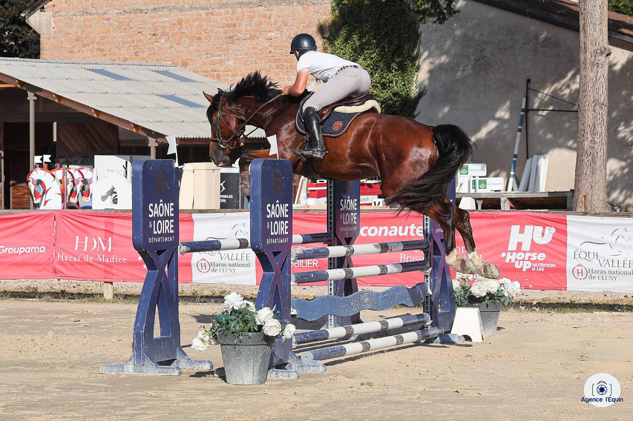 Gelding Selle Français For sale 2021 Bay