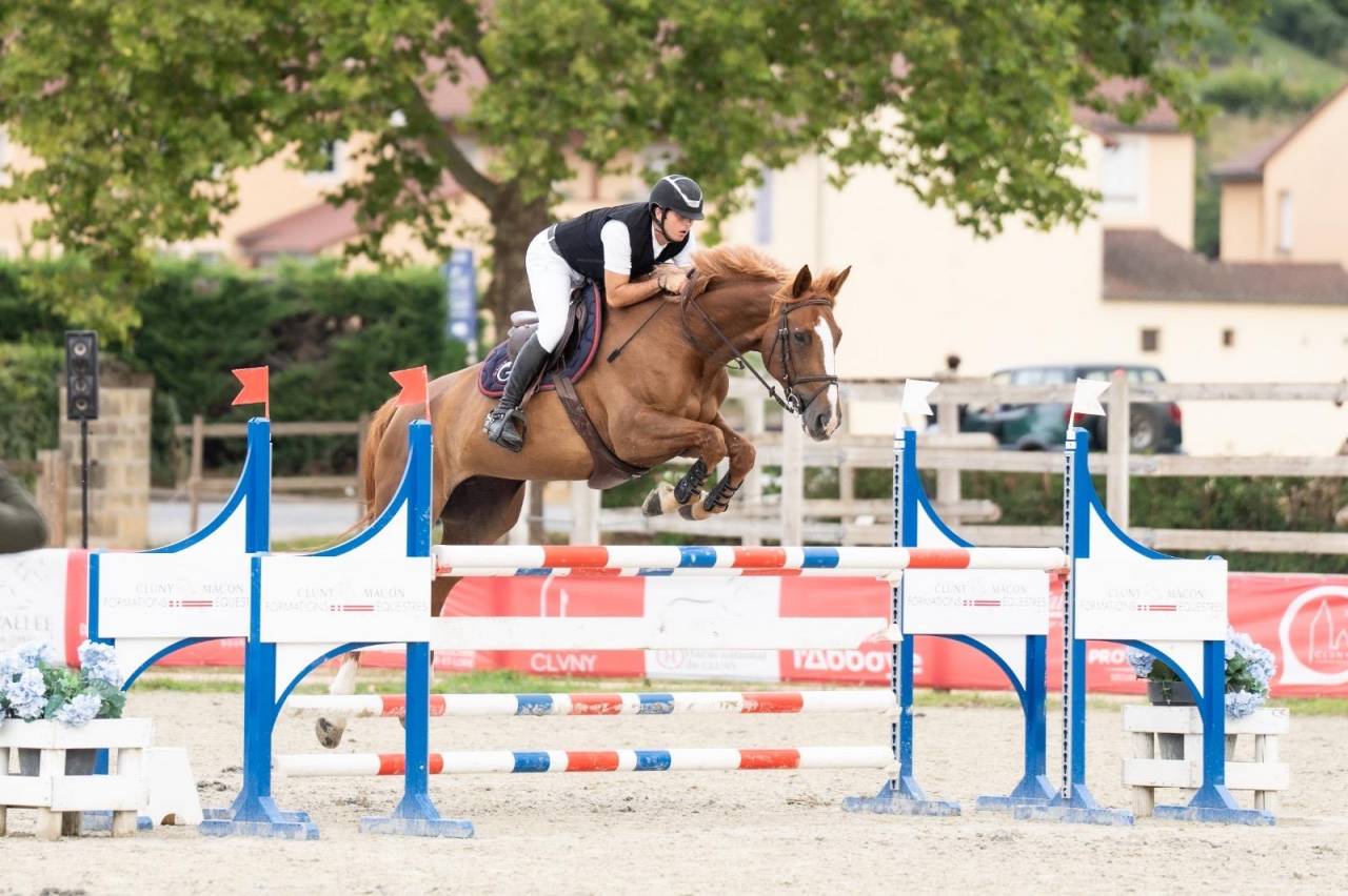 Mare Selle Français For sale 2016 Liver chestnut