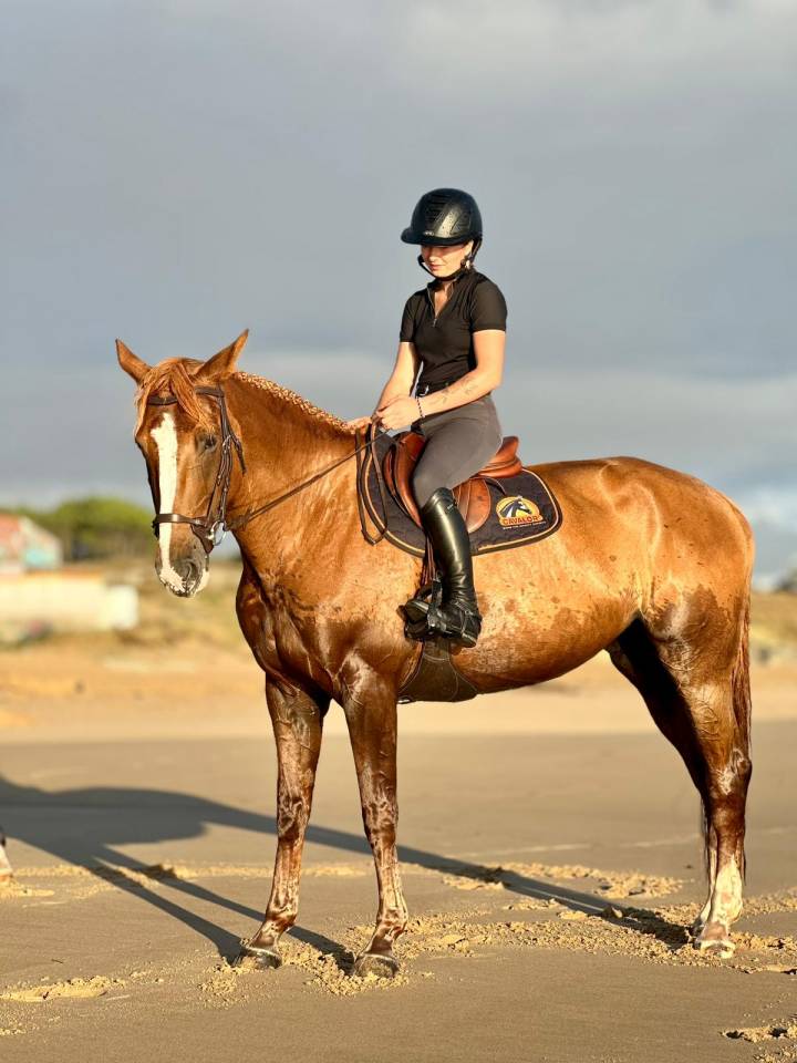 Mare Selle Français For sale 2016 Liver chestnut