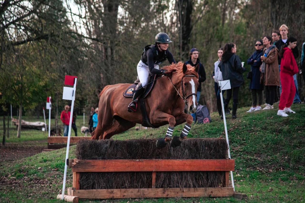 Mare Selle Français For sale 2016 Liver chestnut