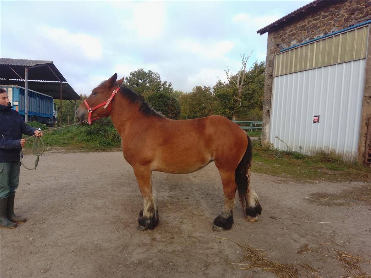 Filly Ardennes For sale 2023 Bay
