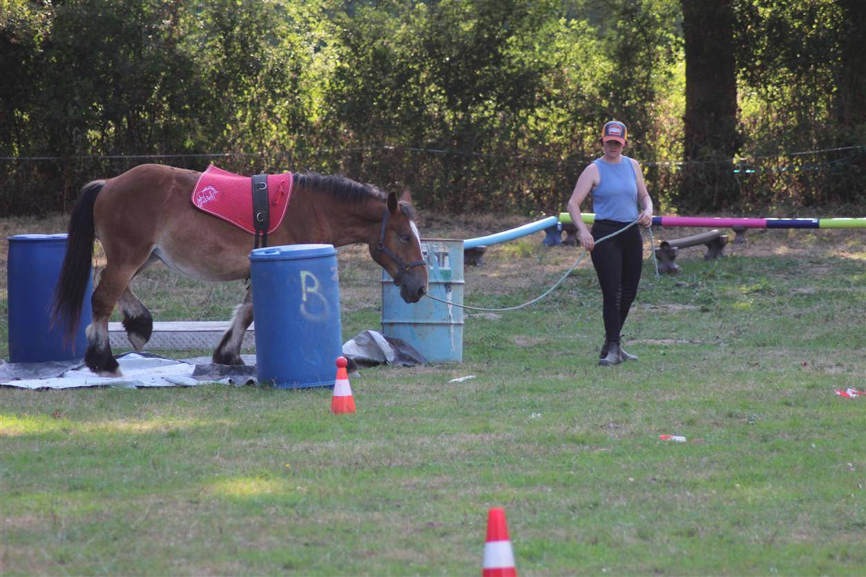 Filly Ardennes For sale 2023 Bay