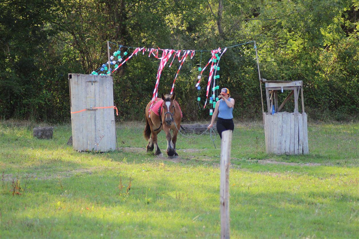 Filly Ardennes For sale 2023 Bay