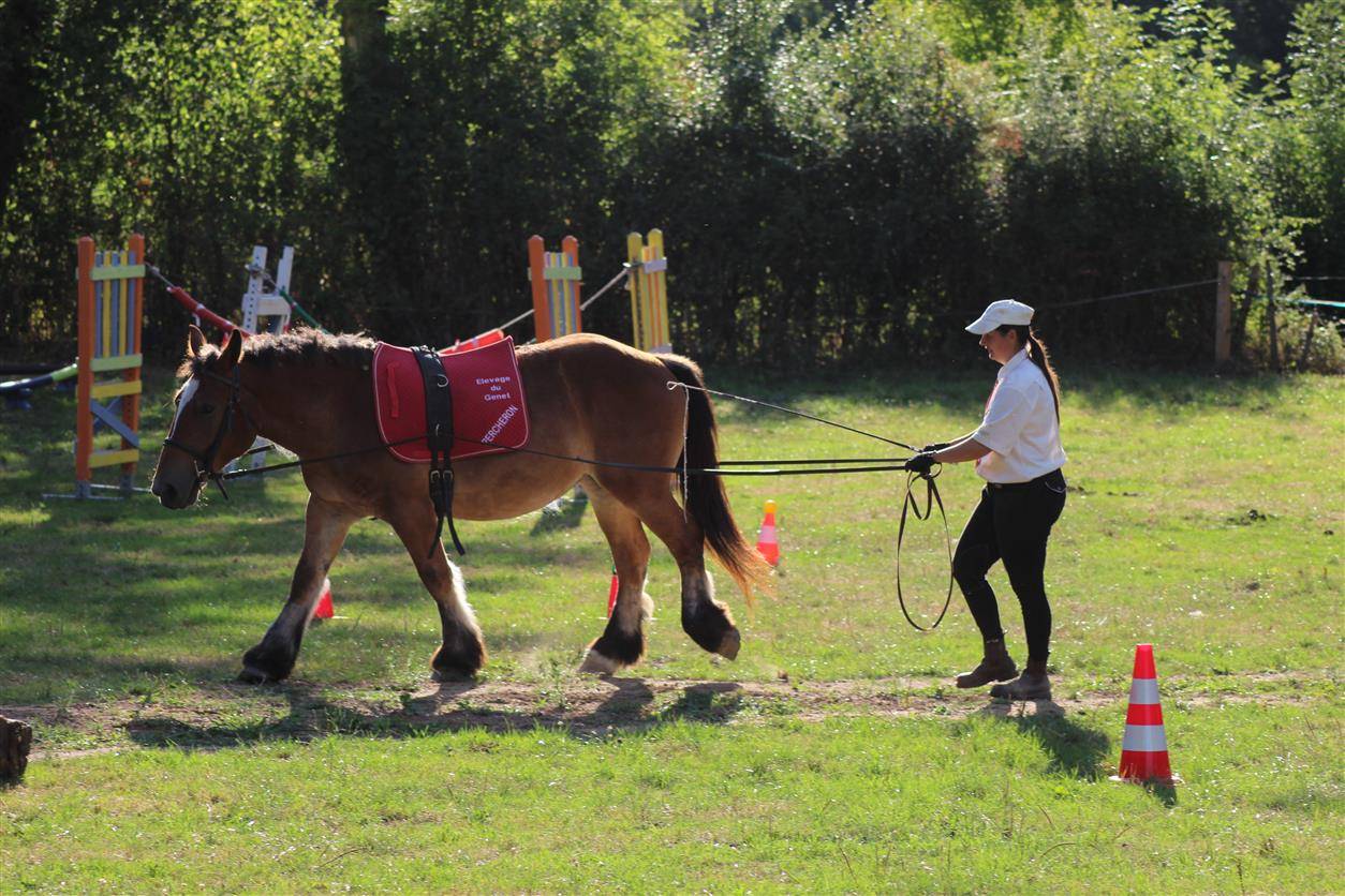 Filly Ardennes For sale 2023 Bay