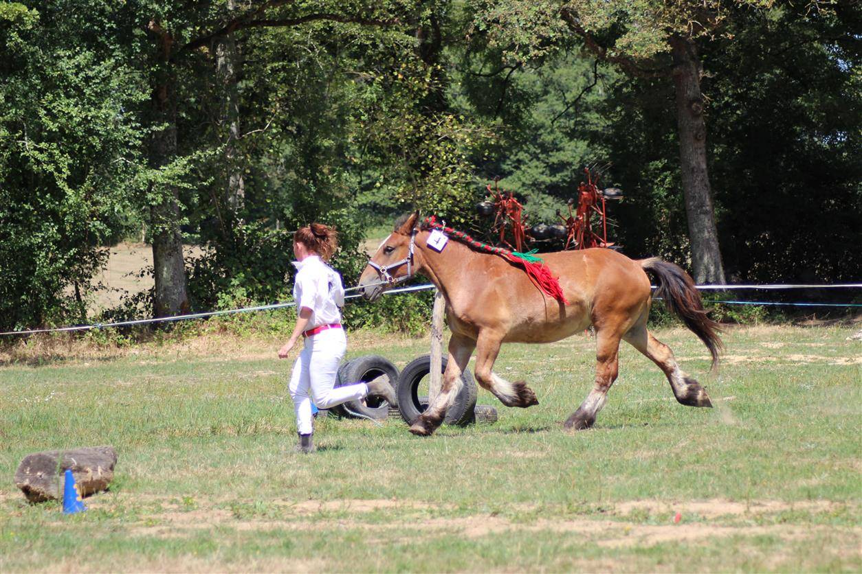 Filly Ardennes For sale 2023 Bay