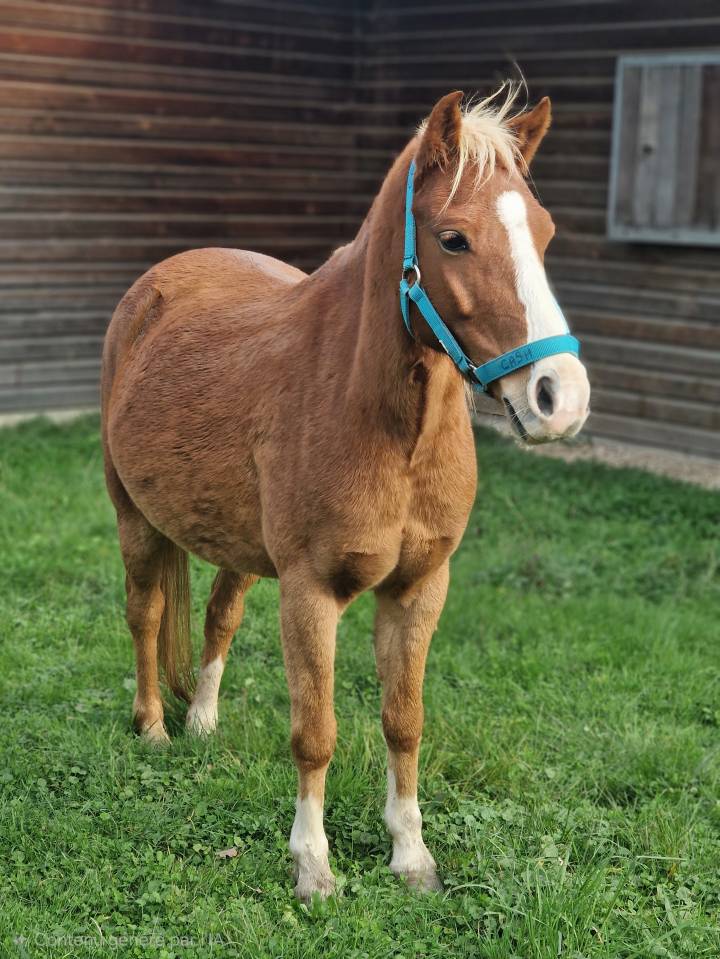 Gelding Origin Recorded For sale 2018 Chesnut