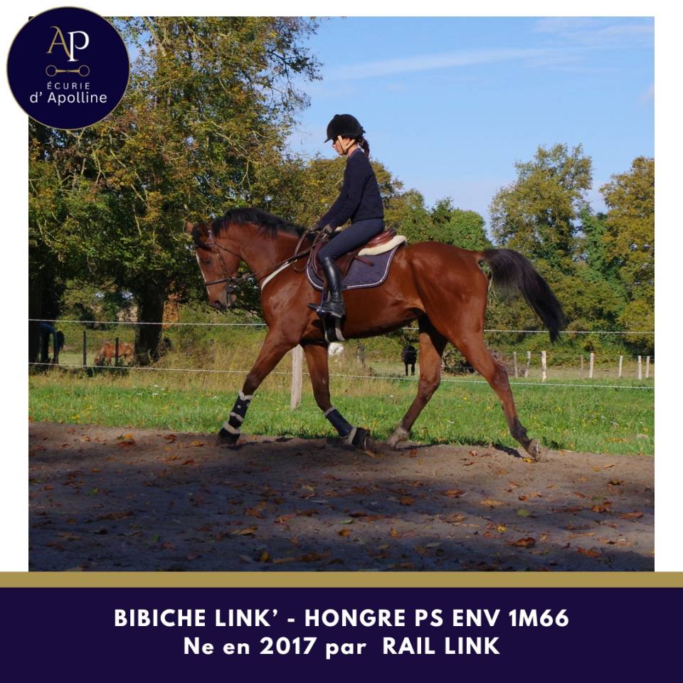 Gelding Thoroughbred For sale 2017 Bay