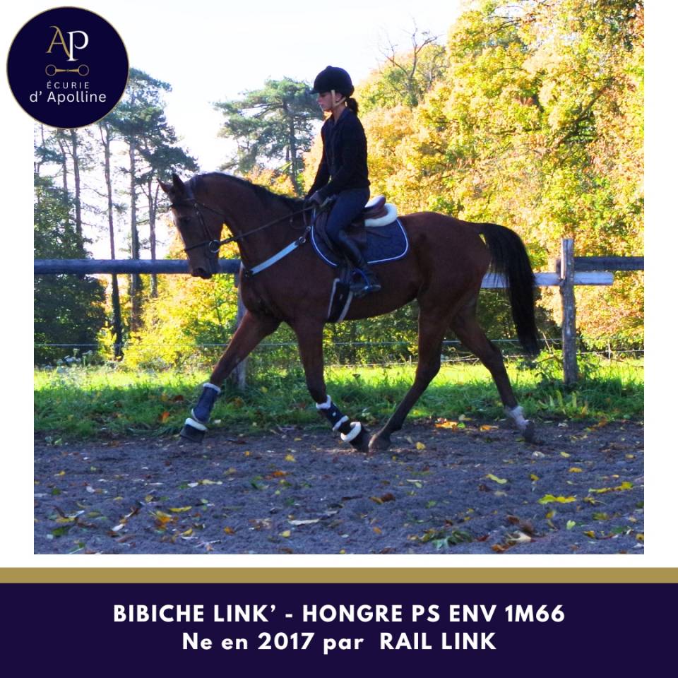 Gelding Thoroughbred For sale 2017 Bay